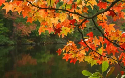 Embrace Fall Wellness: Tips for a Balanced and Healthy Season