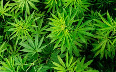 Cannabis, Contradictions, and Clinical Responsibility: Why the Research Demands Humility